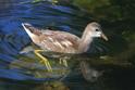 IMG_7320 Moorhen chick.JPG